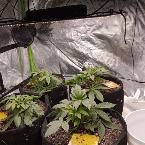 OG Kush S.F.V. growlog timeline photo