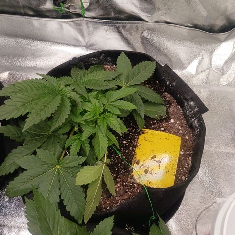 OG Kush S.F.V. growlog timeline photo