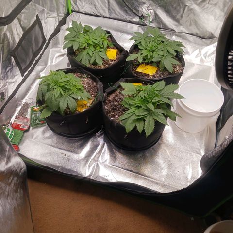 OG Kush S.F.V. growlog photo: A.m. before lights out