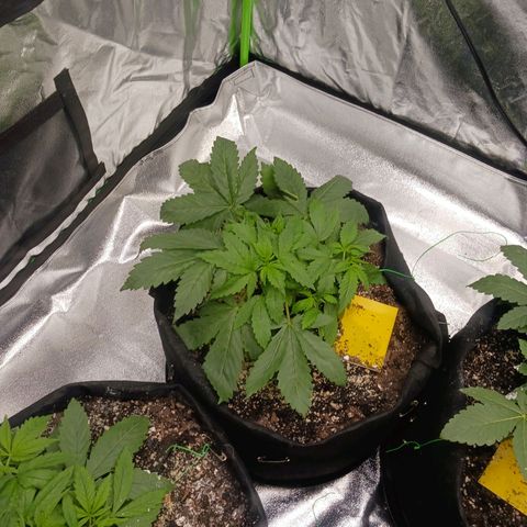 OG Kush S.F.V. growlog photo: A.m. before lights out