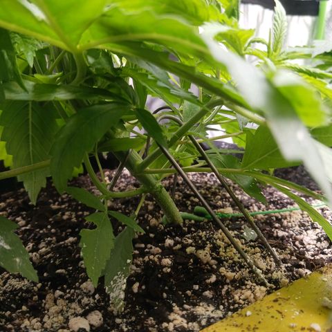 OG Kush S.F.V. growlog photo: A.m. before lights out