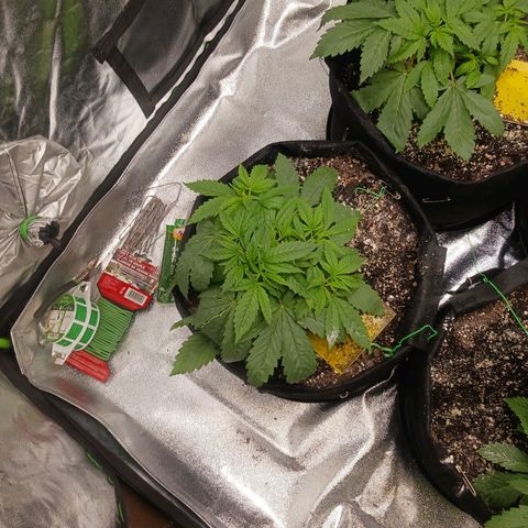 OG Kush S.F.V. growlog photo: A.m. before lights out