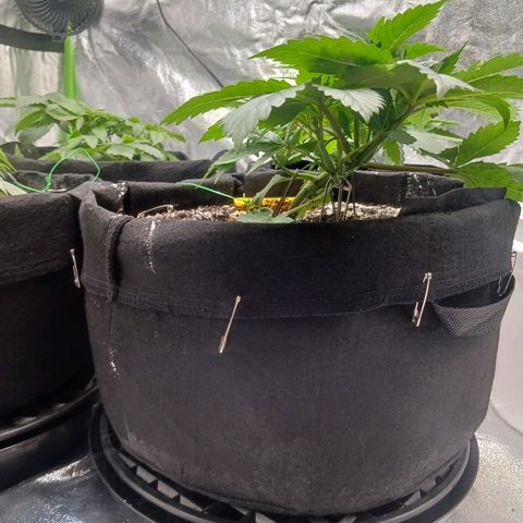 OG Kush S.F.V. growlog photo: A.m. before lights out
