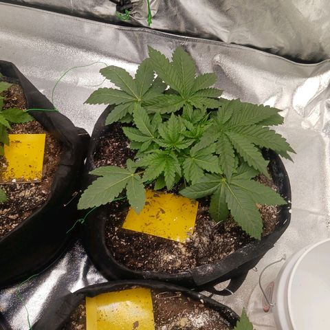 OG Kush S.F.V. growlog photo: A.m. before lights out