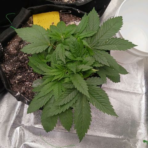OG Kush S.F.V. growlog photo: A.m. before lights out