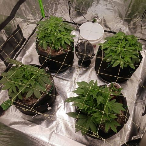 OG Kush S.F.V. growlog timeline photo