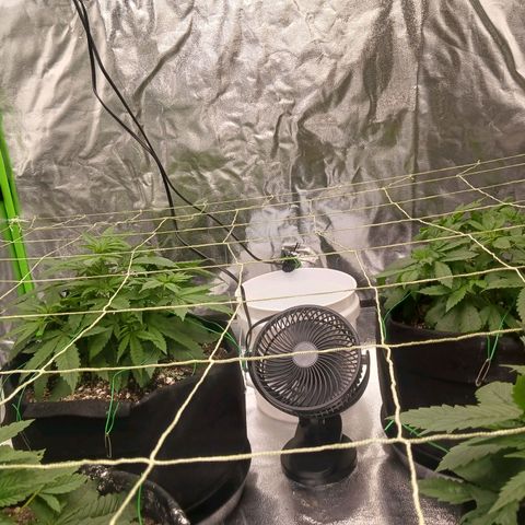 OG Kush S.F.V. growlog timeline photo