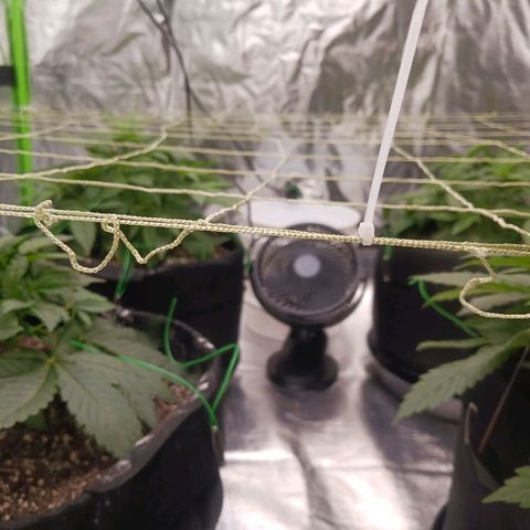 OG Kush S.F.V. growlog timeline photo