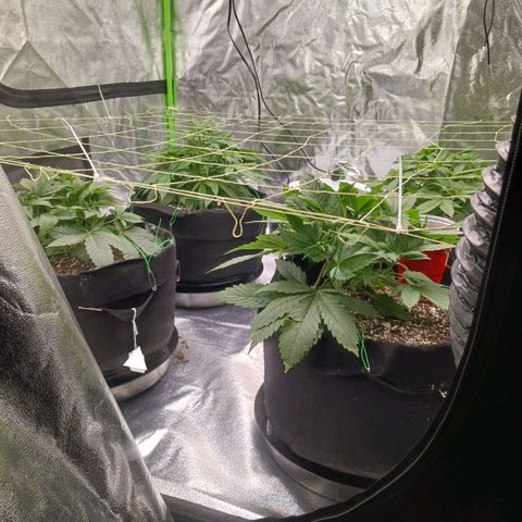 OG Kush S.F.V. growlog timeline photo