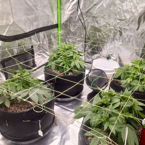 OG Kush S.F.V. growlog timeline photo