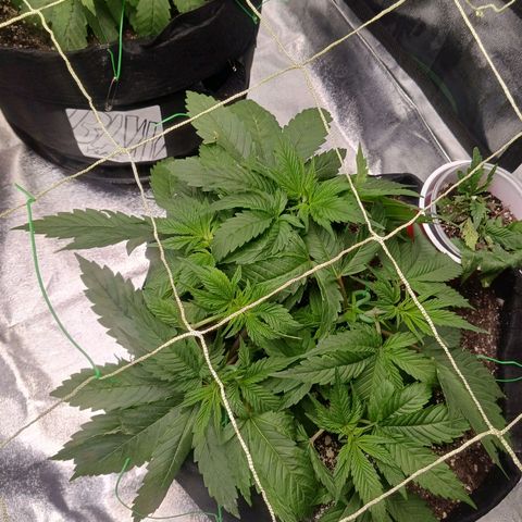 OG Kush S.F.V. growlog timeline photo