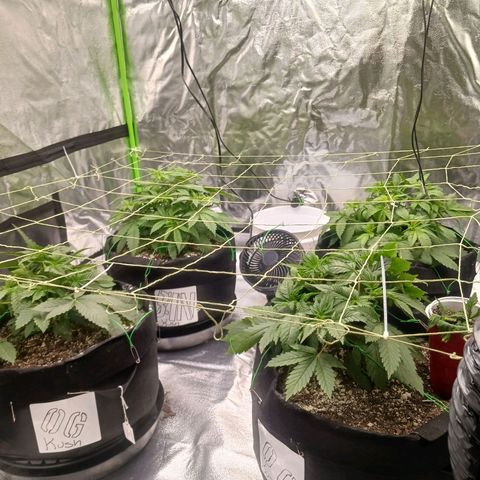 OG Kush S.F.V. growlog timeline photo