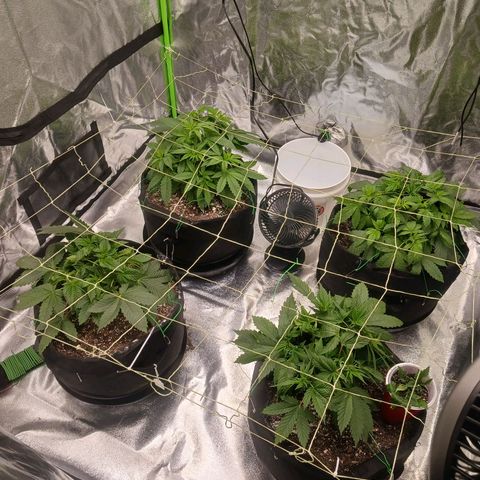OG Kush S.F.V. growlog timeline photo