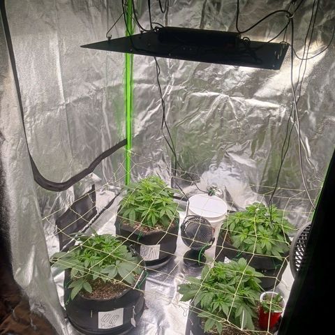 OG Kush S.F.V. growlog timeline photo