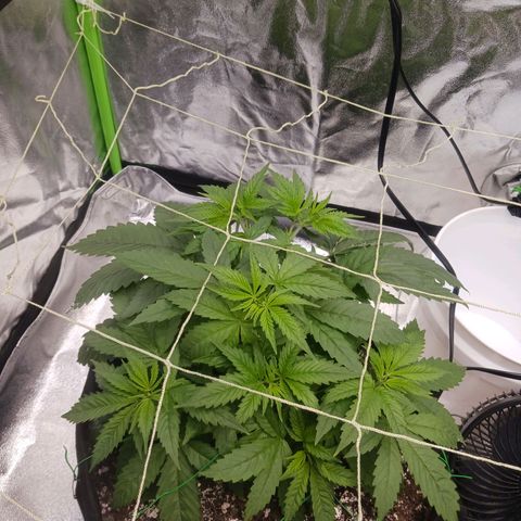 OG Kush S.F.V. growlog timeline photo