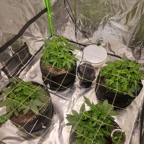OG Kush S.F.V. growlog timeline photo
