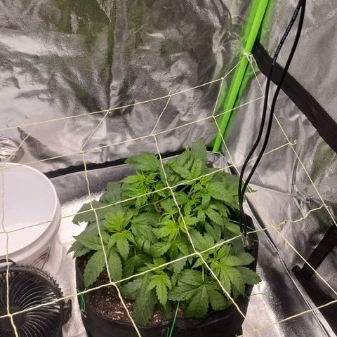 OG Kush S.F.V. growlog timeline photo