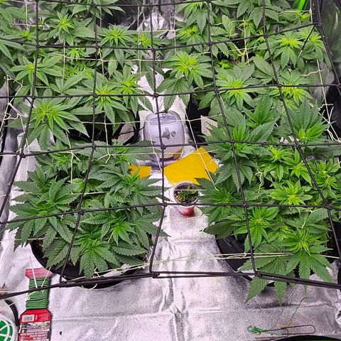 OG Kush S.F.V. growlog timeline photo