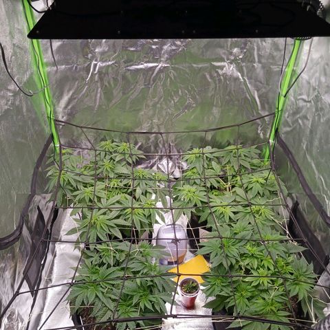 OG Kush S.F.V. growlog timeline photo
