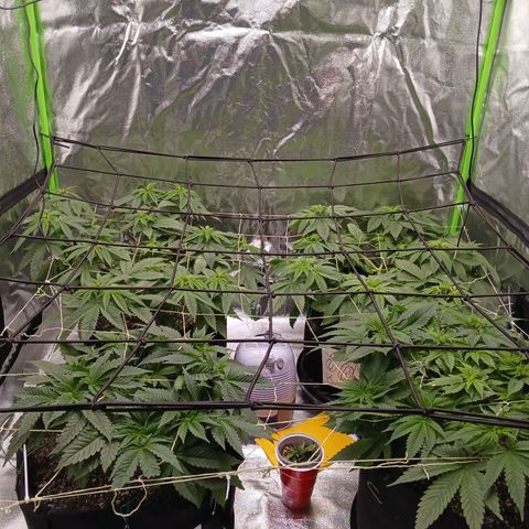 OG Kush S.F.V. growlog timeline photo