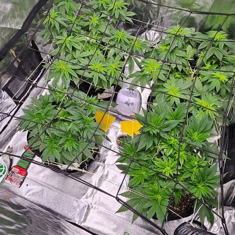 OG Kush S.F.V. growlog timeline photo