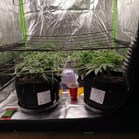 OG Kush S.F.V. growlog timeline photo