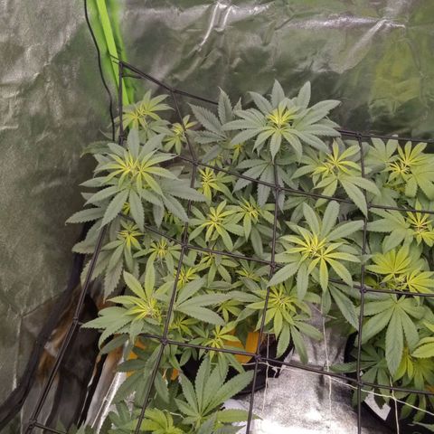 OG Kush S.F.V. growlog timeline photo
