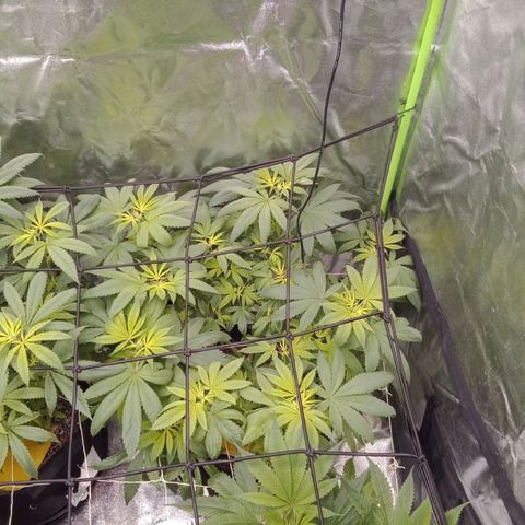 OG Kush S.F.V. growlog timeline photo