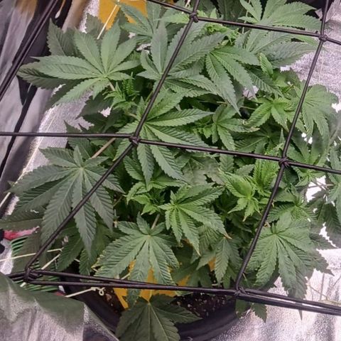 Banana Kush growlog timeline photo