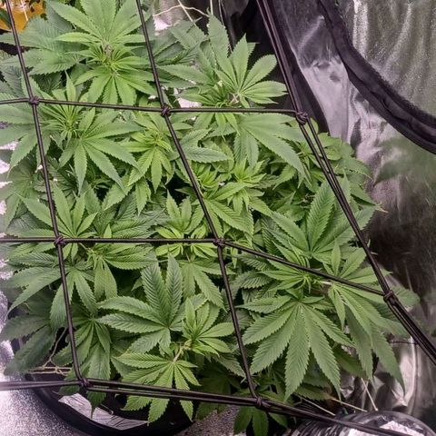 Banana Kush growlog timeline photo