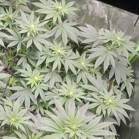 OG Kush S.F.V. growlog timeline photo