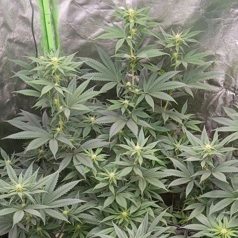 OG Kush S.F.V. growlog timeline photo