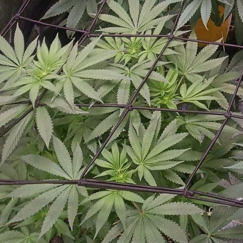 Banana Kush growlog timeline photo