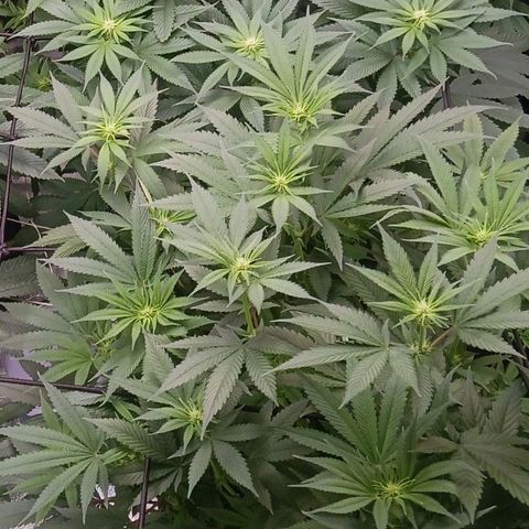 Banana Kush growlog timeline photo
