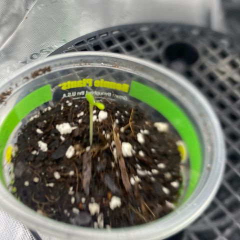 Jelly Donutz growlog photo: Seed pop up 
