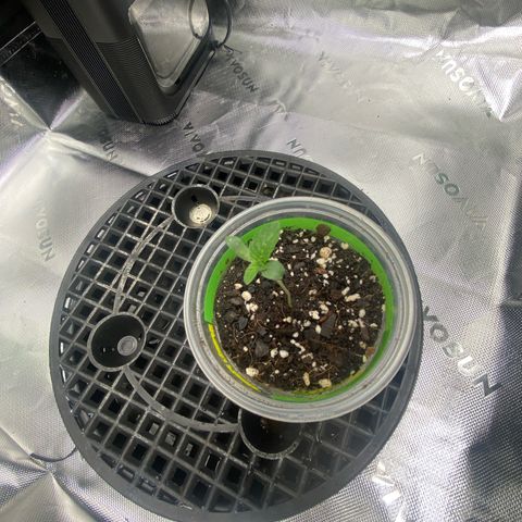 Jelly Donutz growlog timeline photo