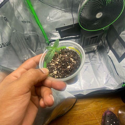 Jelly Donutz growlog timeline photo