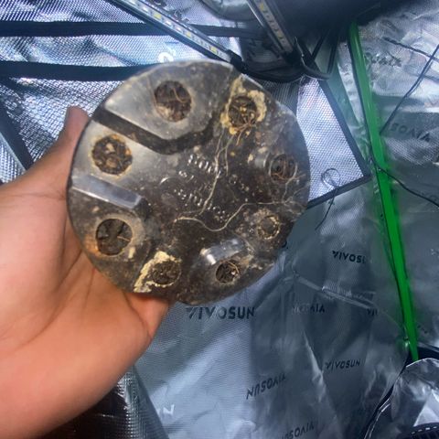 Jelly Donutz growlog photo: Roots making progress 