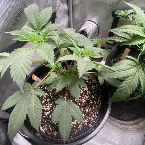 Jelly Donutz growlog timeline photo