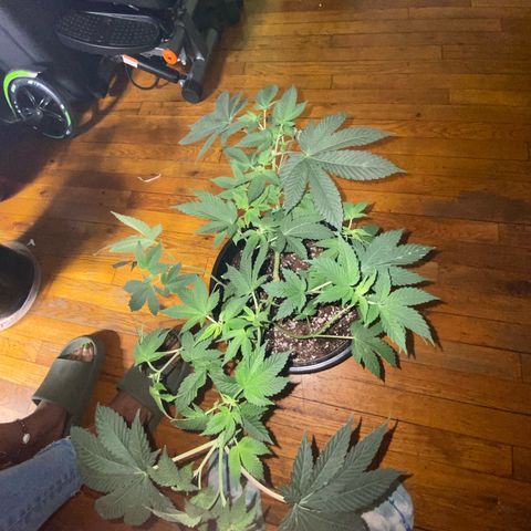 Jelly Donutz growlog timeline photo