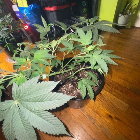 Jelly Donutz growlog timeline photo