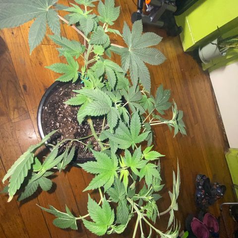 Jelly Donutz growlog timeline photo