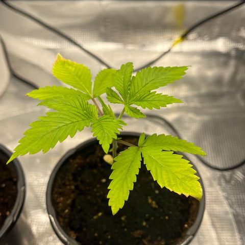 Lilac Diesel growlog timeline photo