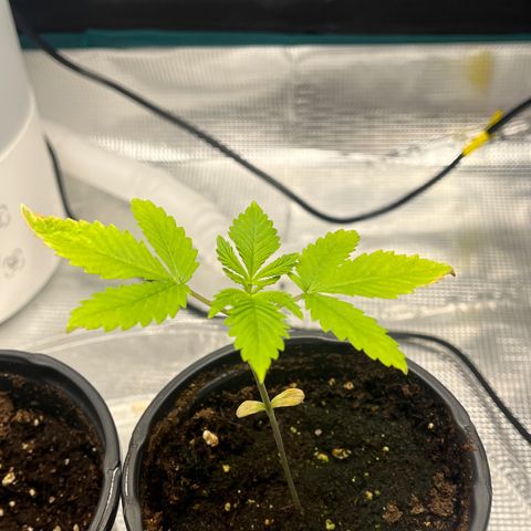 Lilac Diesel growlog timeline photo