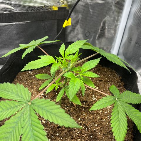 Lilac Diesel growlog timeline photo