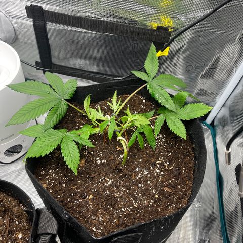 Lilac Diesel growlog timeline photo