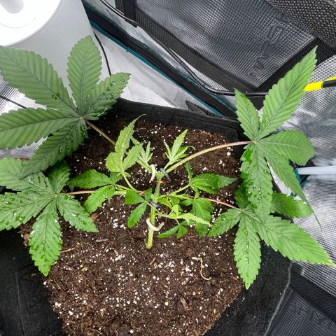 Lilac Diesel growlog timeline photo