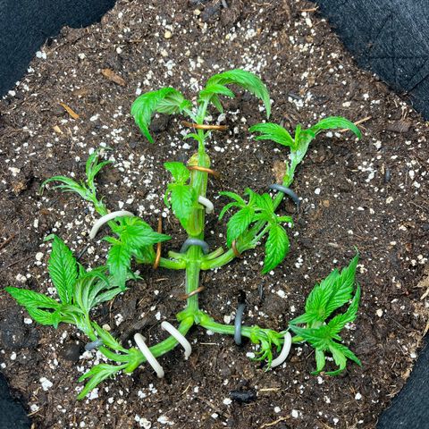 Lilac Diesel growlog timeline photo