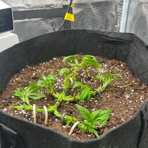 Lilac Diesel growlog timeline photo