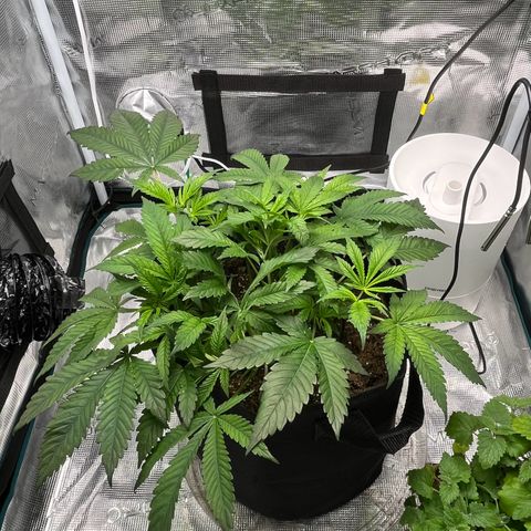 Lilac Diesel growlog timeline photo